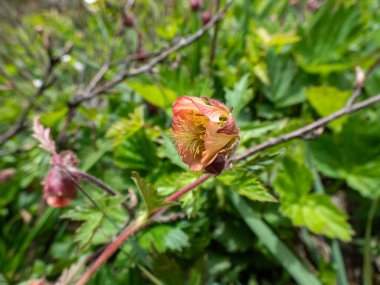 Baharın ilk zamanlarında yabani çiçeklerle çevrili yeşil bir çayırda büyüyen kırmızı çiçek (Geum Rivale) yakından çekilir.