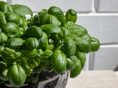 Genç, yeşil, taze fesleğen bitkileri kesilmiş plastik şişeden yapılmış DIY plastik kapta yetişiyor. Evde yetişen küçük, yeşil fesleğen bitkileri geri dönüşümlü şişe ekicinin arka planında beyaz bir duvar var.