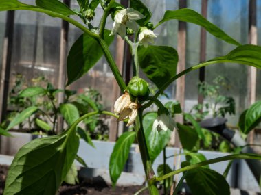 Beyaz çiçeklerin ve küçük yeşil biber meyvelerinin yakın çekimi büyümeye başlıyor ve parlak güneş ışığı altındaki bir serada büyüyen biber bitkisinin çiçeğinden olgunlaşmaya başlıyor.