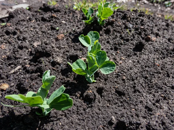 春に明るい日差しの中で野菜の庭の土壌で成長する小さな甘い緑のエンドウ豆 の芽または苗のクローズアップ — ストック写真