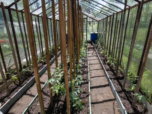 Vista Estufa Vidro Cheia Com Pequenas Mudas Tomate Verde Crescendo — Fotografia de Stock