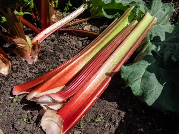 Bundle Big Fresh Ripe Fleshy Edible Stalks Rhubarb Harvested Garden — Zdjęcie stockowe