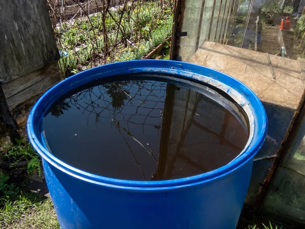 Mavi, plastik su varili, bahçedeki parlak güneş ışığında suyla dolu bitkiler için yağmur suyu toplamak ve depolamak için yeniden kullanılıyor.