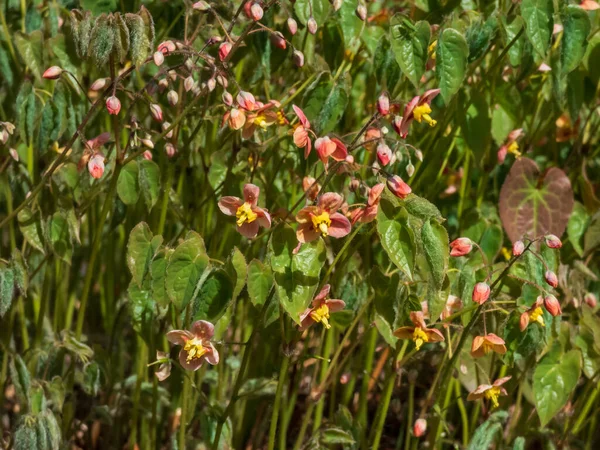 Zbliżenie Rozsiewacza Epimedium Warleya Epimedium Warleyense Orangekonigina Kwitnąca Rozpylaczami Małych — Zdjęcie stockowe