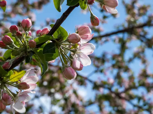 黄色の雄しべと青い空を背景にピンクと白のリンゴの木の花のクローズアップショット 小さな緑色の葉の間に果実の木の花 美しいピンクの花の風景 — ストック写真