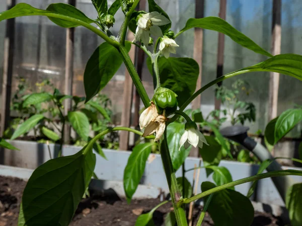 Close White Flower Blossoms Small Green Pepper Fruit Starting Grow — Zdjęcie stockowe