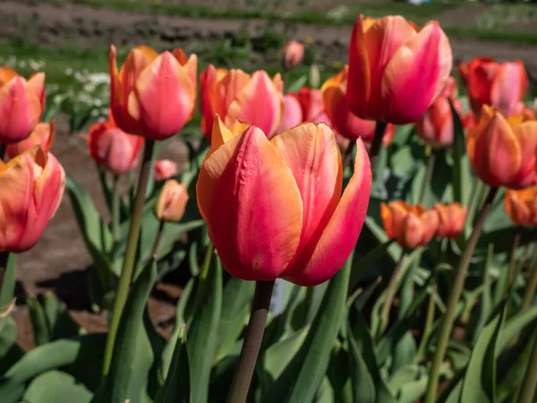 Nahaufnahme Des Tulip Dawnglow Mit Rosafarbenen Pfirsich Und Aprikosenblättern Mit — Stockfoto