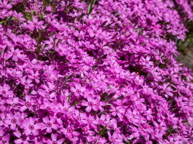 Pembe sürünen phlox 'un (Phlox subulata x douglasii)' Zwergenteppich 'çiçekli, kırmızı gözlü pembe çiçekler baharda güneş ışığında yoğun bir hasıraltı oluşturur.