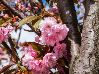 Japonya 'nın güzel, pembe kiraz çiçekleri mavi gökyüzünün altındaki kiraz ağacının dallarında ve gövdesinde çiçek açıyor. Narin ve romantik bahar çiçekleri.