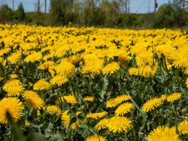 Büyük çiçek tarlasında açan parlak sarı karahindibaların makro görüntüsü (Aslan dişi) yeşil çimenler ve arkaplanda mavi gökyüzü olan sarı karahindibalar.