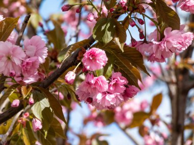 Japonya 'nın güzel, pembe kiraz çiçekleri mavi gökyüzünün altındaki kiraz ağacının dallarında ve gövdesinde çiçek açıyor. Narin ve romantik bahar çiçekleri.