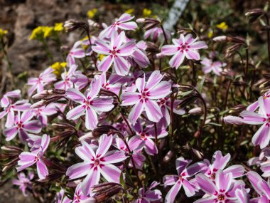 Pembe sürünen phlox (Phlox subulata) 'Şeker Şeridi' çiçekli pembe ve beyaz çizgili çiçekler baharda parlak güneş ışığında bahçede.