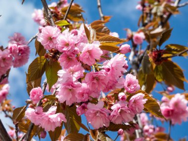 Japonya 'nın güzel, pembe kiraz çiçekleri mavi gökyüzünün altındaki kiraz ağacının dallarında ve gövdesinde çiçek açıyor. Narin ve romantik bahar çiçekleri.