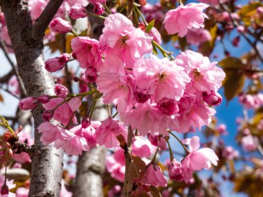Japonya 'nın güzel, pembe kiraz çiçekleri mavi gökyüzünün altındaki kiraz ağacının dallarında ve gövdesinde çiçek açıyor. Narin ve romantik bahar çiçekleri.