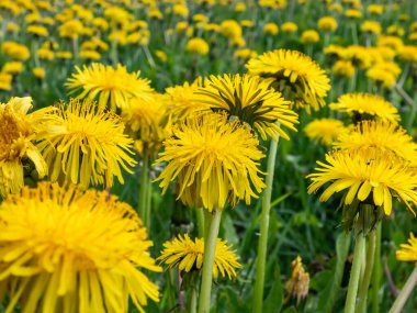 Büyük çiçek tarlasında açan parlak sarı karahindibaların makro görüntüsü (Aslan dişi) yeşil çimenler ve arkaplanda mavi gökyüzü olan sarı karahindibalar.