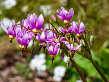 Primula Meadia 'nın pembe çiçekleri, kayan yıldız (Dodecatheon Meadia) yeşil arka planda çiçek açıyor.