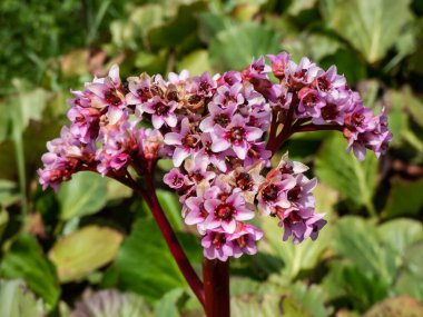 Mor bergenia (Bergenia purpurascens) mor-kırmızı çiçeğine yakın çekim ilkbaharda yeşil yapraklar arasında parlak güneş ışığında çiçek açar.