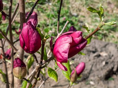 Magnolia 'Cini' nin koyu kırmızı, neredeyse siyah tomurcuğu orta boy, bardak şeklinde, nilüfer kırmızısı gibi kırmızı çiçekleri baharın başında açıyor.