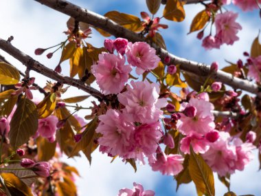 Japonya 'nın güzel, pembe kiraz çiçekleri mavi gökyüzünün altındaki kiraz ağacının dallarında ve gövdesinde çiçek açıyor. Narin ve romantik bahar çiçekleri.