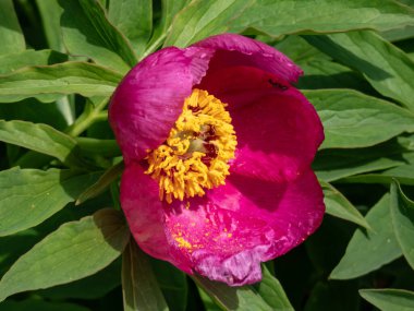 Cüce şakayık (peeonia) çiçeğinin Macro shot 'ı. Parlak morumsu kırmızı taç yaprakları baharın ortasında ortaya çıkar ve sarı bir erik demetinin etrafını sarar.