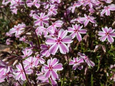Pembe sürünen phlox (Phlox subulata) 'Şeker Şeridi' çiçekli pembe ve beyaz çizgili çiçekler baharda parlak güneş ışığında bahçede.