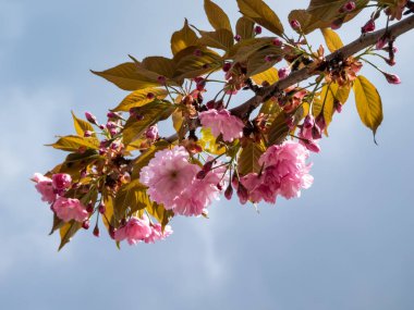 Japonya 'nın güzel, pembe kiraz çiçekleri mavi gökyüzünün altındaki kiraz ağacının dallarında ve gövdesinde çiçek açıyor. Narin ve romantik bahar çiçekleri.