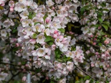 İlkbaharda meyve bahçesinde açan beyaz ve pembe tomurcuklar ve elma ağacı çiçekleri. Açık ve kapalı güneş ışığında yapraklarla dolu dallar.