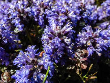 Güzel mor çiçek arkaplanı. Ajuga Piramitsel Borazan (Ajuga Piramitsel Piramitleri) 'Mor Kıtır' soluk mavi, sivri uçlu parlak güneş ışığı altında çiçek açar.
