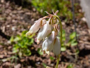 Yumuşak, sarkık kremalı, kalp şeklinde çiçekleri olan eğrelti yaprağı kanaması olan bitki ekimi Dicentra formoza 'Aurora' nın parlak güneş ışığı altında