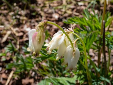 Yumuşak, sarkık kremalı, kalp şeklinde çiçekleri olan eğrelti yaprağı kanaması olan bitki ekimi Dicentra formoza 'Aurora' nın parlak güneş ışığı altında