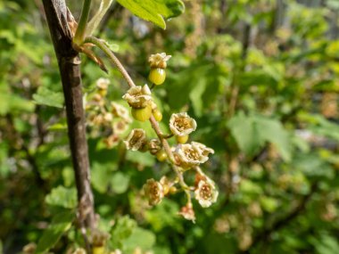 Kırmızı kuşüzümlü (Ribes rubrum) sarı-yeşil çiçekleri ve ilkbaharda bir çalılığın dalında olgunlaşan küçük böğürtlenleri. Ev (arka bahçe) bahçe işleri