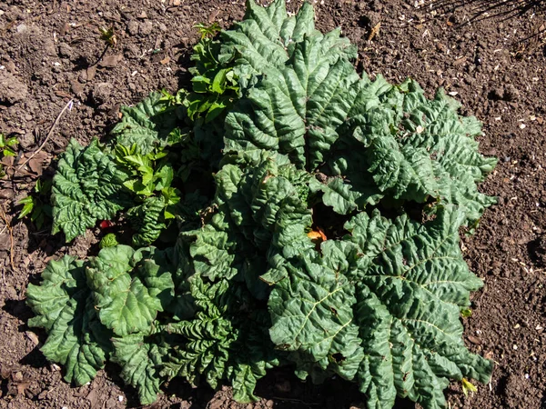 Primer Plano Planta Ruibarbo Del Jardín Que Crece Jardín Con —  Fotos de Stock