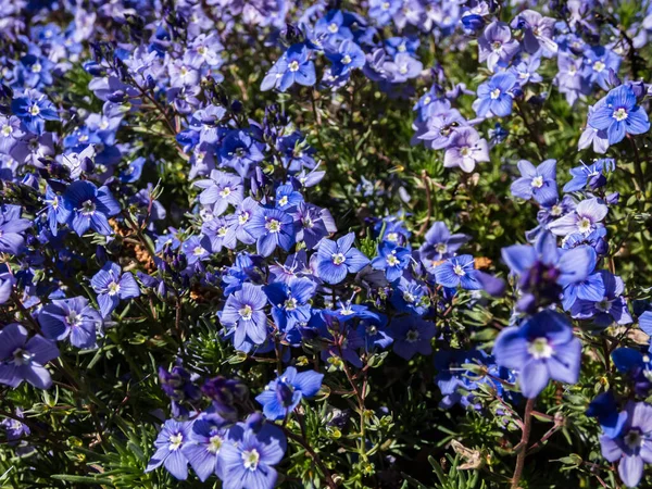 早春に 花壇の緑の葉の間にアルメニアスピードウェル ヴェロニカ アルメナ の小さく繊細な青の花を咲かせます 青い花の絨毯 — ストック写真