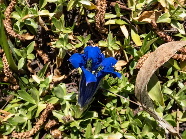 Stemless Gentian Trumpet Gentian Gentiana Acaulis Growing Garden Bright Blue — Stock Photo, Image