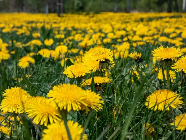 Büyük çiçek tarlasında açan parlak sarı karahindibaların makro görüntüsü (Aslan dişi) yeşil çimenler ve arkaplanda mavi gökyüzü olan sarı karahindibalar.