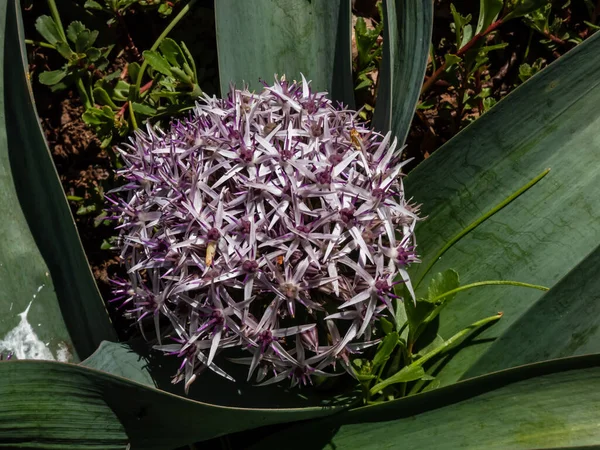 Primer Plano Del Allium Pseudobodeanum Floreciendo Con Flores Púrpuras Jardín —  Fotos de Stock