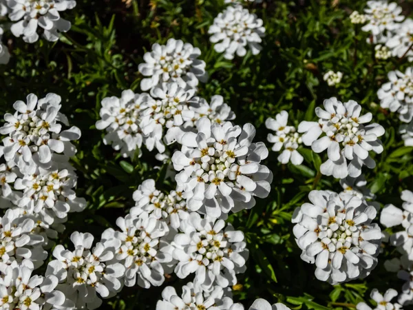 低成長で広がるサブ低木のカンナフトのマクロイベリス センペルヴィレンス春に庭の密集した平らな塊に小さな純白の花を咲かせる 雪のフレーク — ストック写真