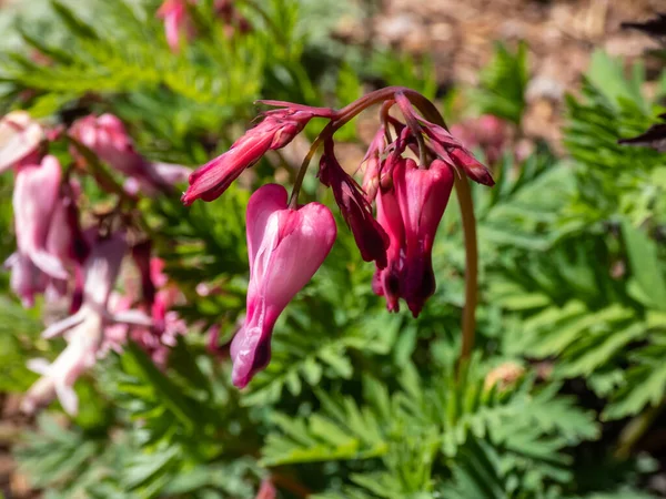 Bahçesinde Garip Şekilli Çiçekler Olan Açık Uzun Şekilli Çiçek Demeti — Stok fotoğraf