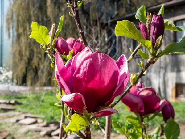 Magnolia Genie Con Bocciolo Rosso Intenso Quasi Nero Che Apre — Foto Stock