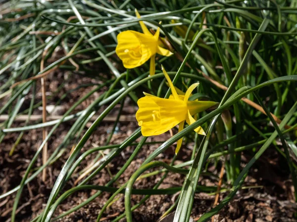 Крупным Планом Снимок Тонкой Разновидности Кольца Юбки Нарцисса Narcissus Bulbocodium — стоковое фото