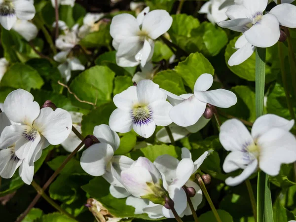 Macro Shot White Form Flower Common Blue Violet Common Meadow — Stock Photo, Image