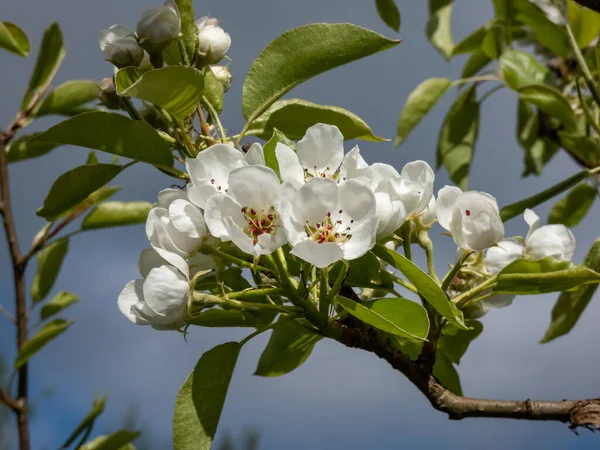 Vackra Makro Skott Vit Blomma Gren Päron Träd Blommor Med — Stockfoto