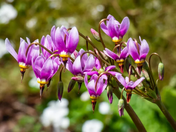 Primula Meadia 'nın pembe çiçekleri, kayan yıldız (Dodecatheon Meadia) yeşil arka planda çiçek açıyor.