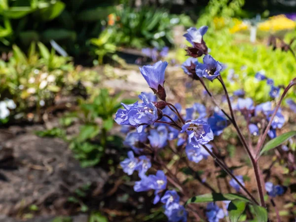 Bela Paisagem Floral Azul Macro Tiro Grupo Flores Com Pétalas — Fotografia de Stock