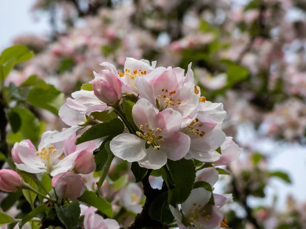 春に雨が降った後 果樹園でリンゴの木の開花の白とピンクの芽と花 開いて閉じた花弁を持つ花でいっぱいの枝 四季折々の花々の春景色 — ストック写真