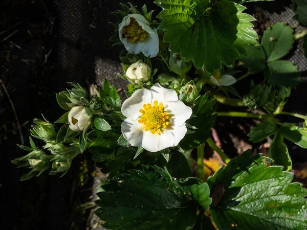 Macro Singolo Fiore Fragola Con Stami Dettagliati Androecium Disposti Cerchio — Foto Stock