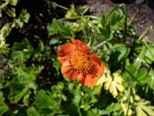 Macro Shot Geum Heldrichii Flowering Saucer Shaped Bright Orange Flowers — ストック写真