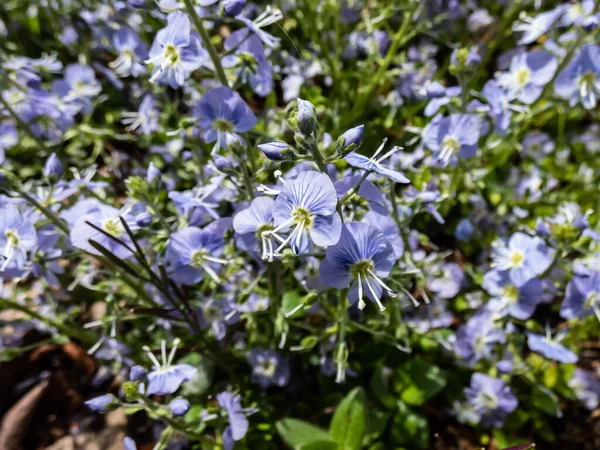 Macro Small Delicate Pale Blue Flowers Veronica Kemulariae Mountain Breeze — Stock Photo, Image