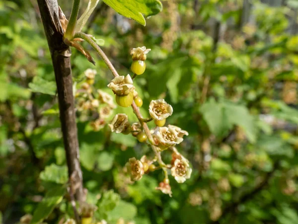 Kırmızı kuşüzümlü (Ribes rubrum) sarı-yeşil çiçekleri ve ilkbaharda bir çalılığın dalında olgunlaşan küçük böğürtlenleri. Ev (arka bahçe) bahçe işleri