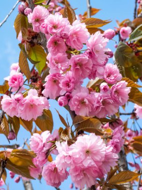 Japonya 'nın güzel, pembe kiraz çiçekleri mavi gökyüzünün altındaki kiraz ağacının dallarında ve gövdesinde çiçek açıyor. Narin ve romantik bahar çiçekleri.